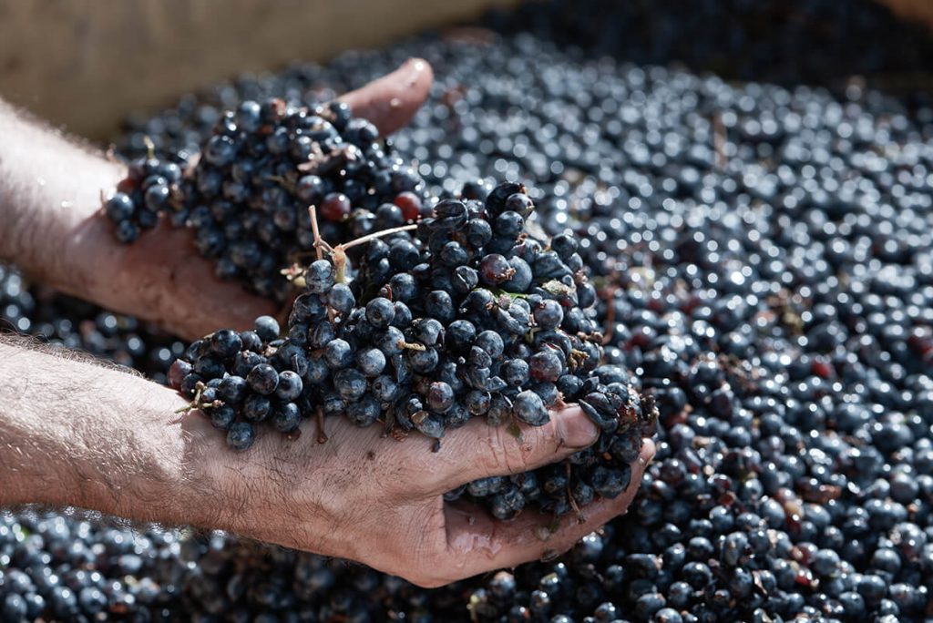 Grapes at Darimia Winery